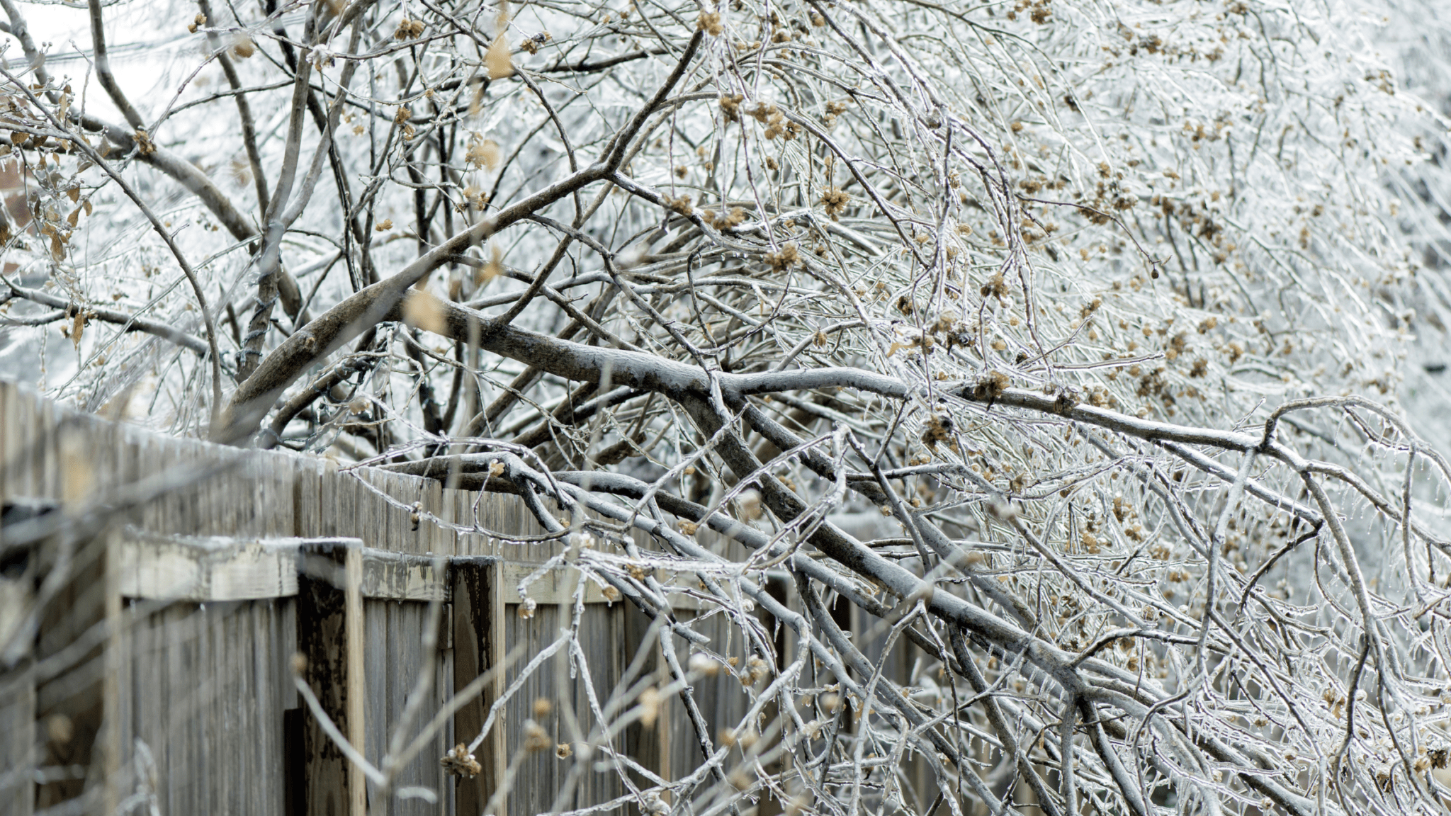 Foto de uma árvore coberta de neve e gelo
